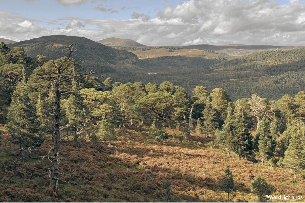 Walk Highlands Ballochbuie Forest Braemar